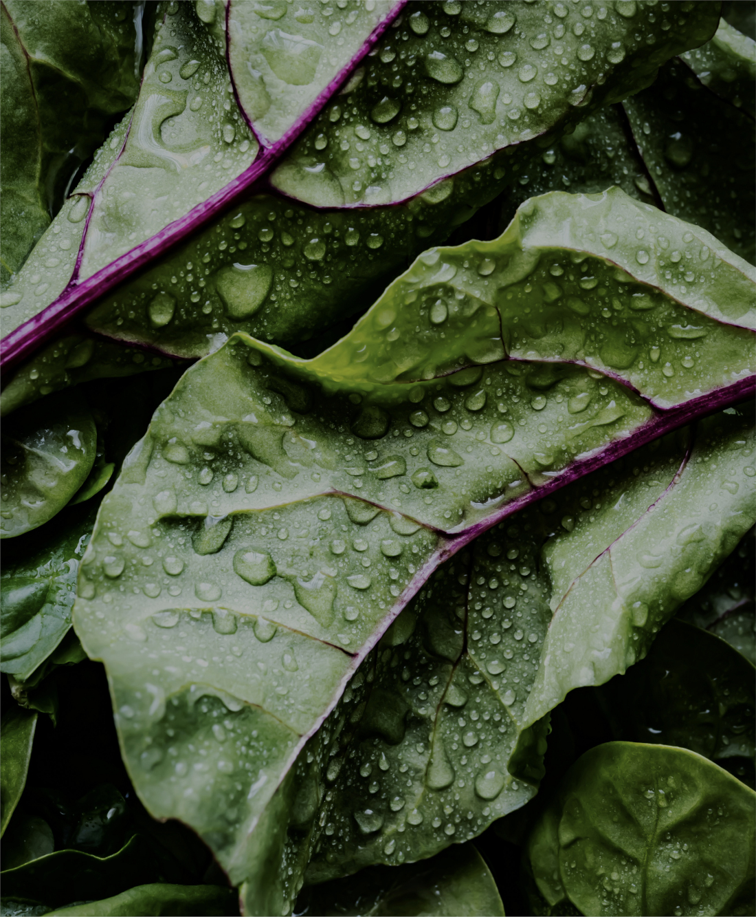 Tu cantina digital de comida saludable.